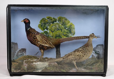 Display cabinet, pheasants, 1960
Great condition
