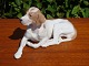 Kgl Hund Pointer
nr. 1635. 13*24 cm.
5000 m2 udstilling.